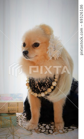 優雅的博美犬假髮和長長的頭髮 69326186