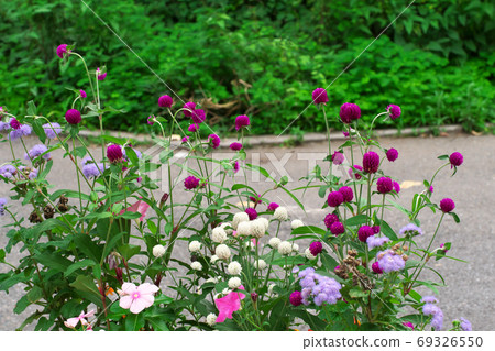 Flowers blooming in the flowerbed of the city park Flowers blooming in the flowerbed of the city park 69326550