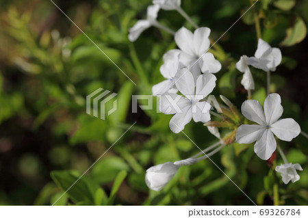 Plumbago auriculata flowers Plumbago auriculata flowers 69326784