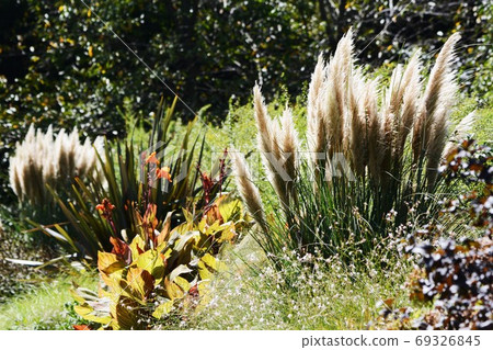  Pampasgrass（Shirogane nishi） 69326845