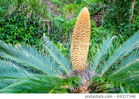 Cycad flowers Cape Sata, Minamiosumi Town, Kagoshima Prefecture 69327346