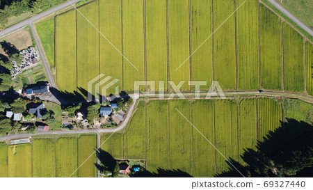 在收穫水稻前的農村風景 69327440