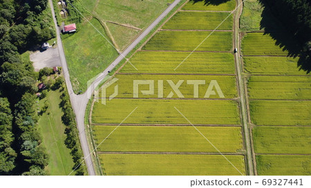 Rural landscape before rice harvesting 69327441