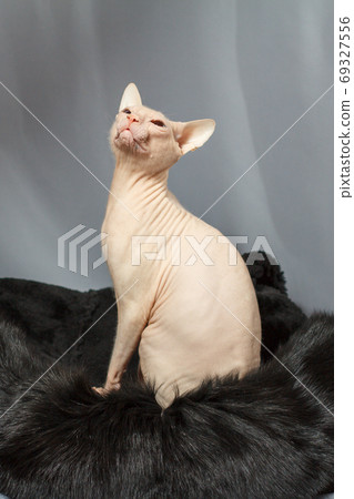 Cat of the Sphynx breed sitting on fur skin 69327556