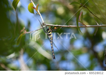 Predatory female Anotogaster sieboldii 69328012
