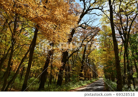 Autumn leaves forest along the forest road to Okunikko Lake Chuzenji Sentegahama Autumn leaves forest along the forest road to Okunikko Lake Chuzenji Sentegahama 69328518