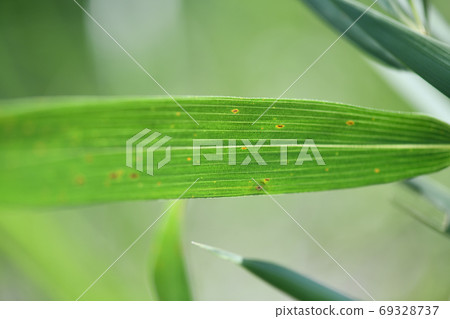 Pleioblastus leaf (back side) 69328737