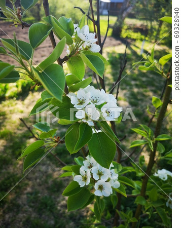 Background Beautiful blooming bush of white flowers Background Beautiful blooming bush of white flowers 69328940