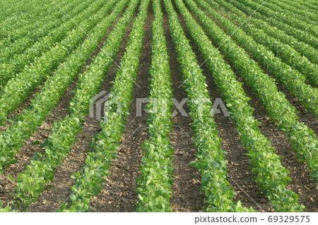 夏季有序的田野植物 夏季有序的田野植物 69329575