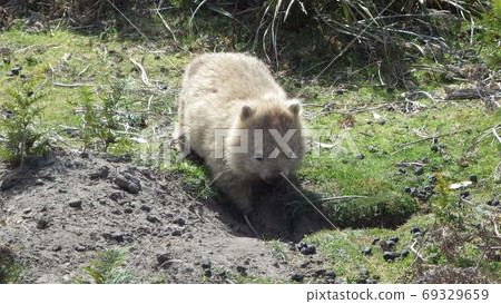 [Wild animals] White wombat 69329659