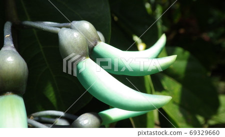 [Tropical plants] Plants with elongated fruits of emerald green 69329660