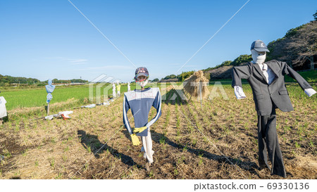 Scenery of rice field after harvesting Scenery of rice field after harvesting 69330136