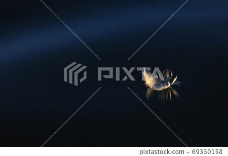 Bird's feather lies on water with reflexion Bird's feather lies on water with reflexion 69330158