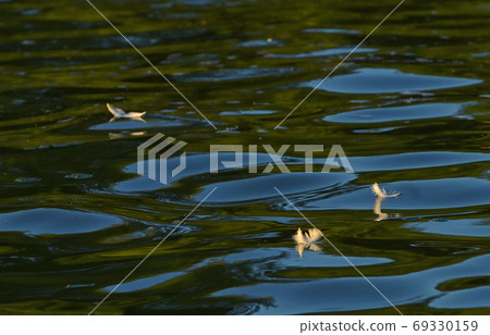 Bird's feather lies on water with reflexion 69330159