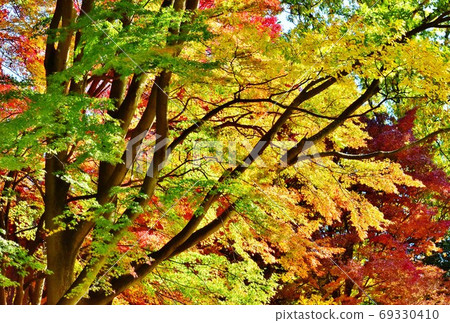 Maple leaves on the Tatsuta River 69330410