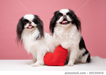 Cute japanese Chin against blue background. Studio shot 69330459