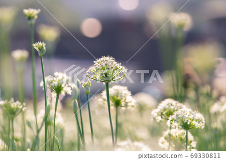 九月韭 韭菜花季 69330811