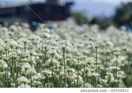 September Allium Chives Flowering Season 69330812