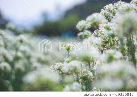 九月韭 韭菜花季 69330815