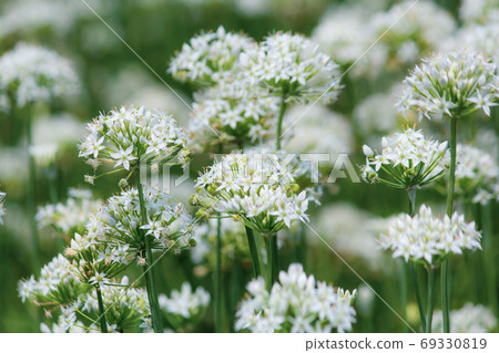 September Allium Chives Flowering Season 69330819