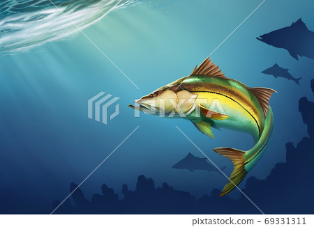 Snook Common Fish Mounts on water at depth realistic illustration. place for text. 69331311
