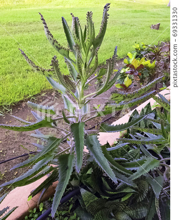 Bryophyllum daigremontianum (Kalanchoe daigremontiana) Bryophyllum daigremontianum (Kalanchoe daigremontiana) 69331330