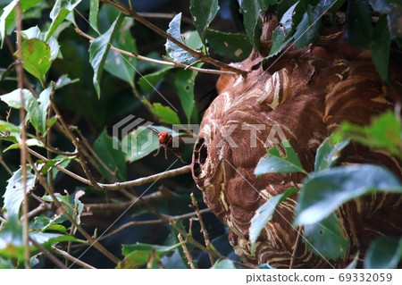 Nest of cogoth hornet 69332059