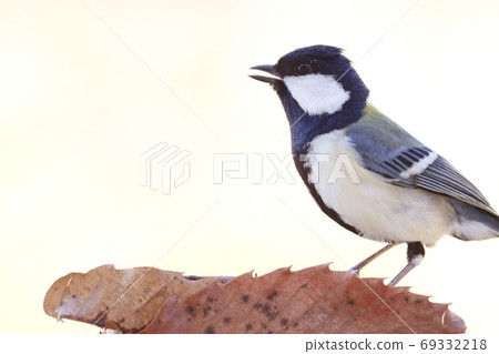 Shijukara熟悉的野鳥明亮的背景黑白鳥 69332218