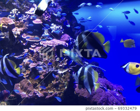 A school of small fish swimming in the aquarium A school of small fish swimming in the aquarium 69332479