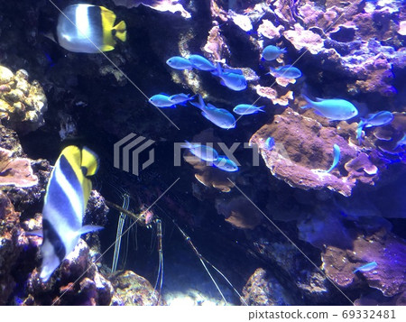 Spiny lobster aquarium hiding with a school of swimming small fish Spiny lobster aquarium hiding with a school of swimming small fish 69332481