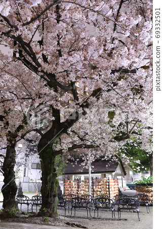 Cherry tree in full bloom  69332501