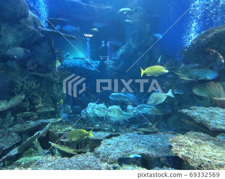 School of swimming fish aquarium School of swimming fish aquarium 69332569