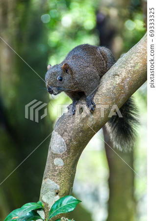 squirrel 69333325