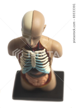 Human Body Anatomy Model Human Body Anatomy Model 69333391