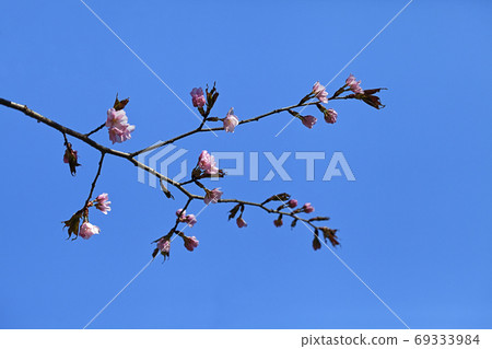 Sakura flowers, close-up Sakura flowers, close-up 69333984