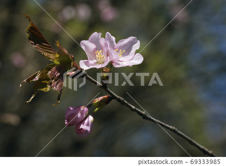 Sakura flowers, close-up Sakura flowers, close-up 69333985