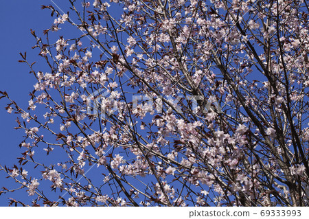 Sakura in the spring Sakura in the spring 69333993