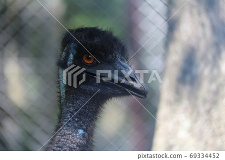 Ostrich Ostrich 69334452