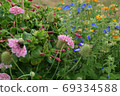 Multicolored flowers 69334588