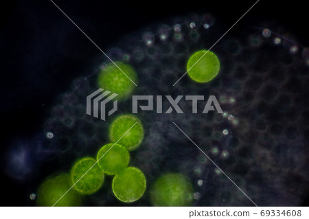 Volvox in drop of water under the microscope for classroom education. 69334608