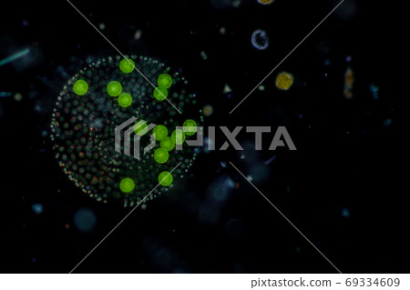 Volvox in drop of water under the microscope for classroom education. 69334609
