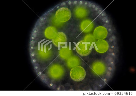 Volvox in drop of water under the microscope for classroom education. Volvox in drop of water under the microscope for classroom education. 69334615