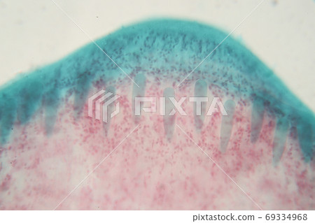 The study parasite or worms is a freshwater fish parasite in laboratory for education. The study parasite or worms is a freshwater fish parasite in laboratory for education. 69334968