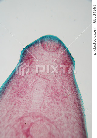 The study parasite or worms is a freshwater fish parasite in laboratory for education. 69334969