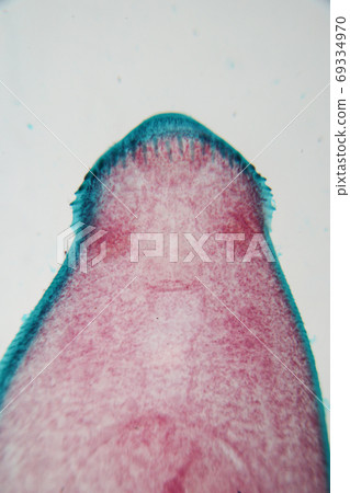 The study parasite or worms is a freshwater fish parasite in laboratory for education. The study parasite or worms is a freshwater fish parasite in laboratory for education. 69334970