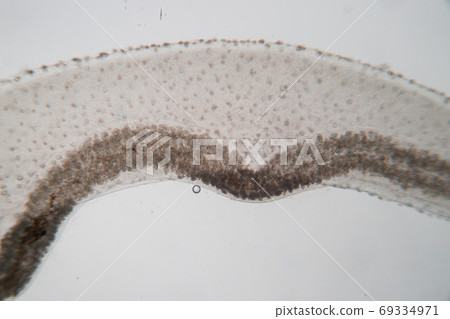 The study parasite or worms is a freshwater fish parasite in laboratory for education. The study parasite or worms is a freshwater fish parasite in laboratory for education. 69334971
