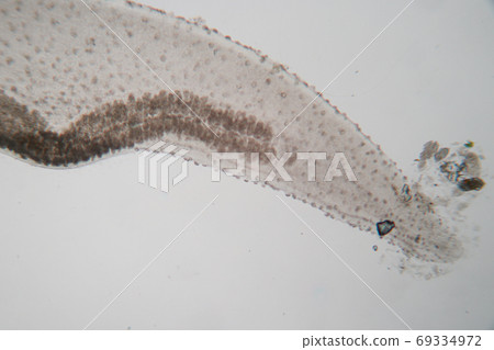 The study parasite or worms is a freshwater fish parasite in laboratory for education. 69334972