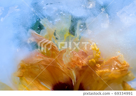 Frozen   hibiscus flower 69334991