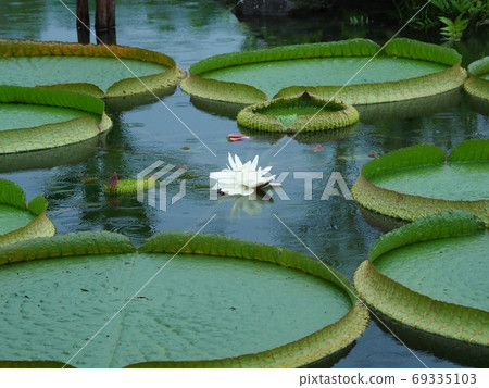 雨onibus花 雨onibus花 69335103
