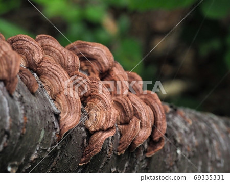 Beautiful C. versicolor 69335331